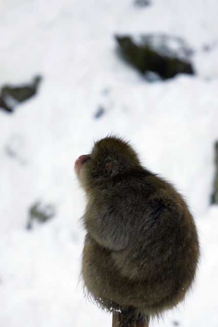 soku_07218.jpg :: 動物 哺乳類 猿 サル 地獄谷野猿公苑 
