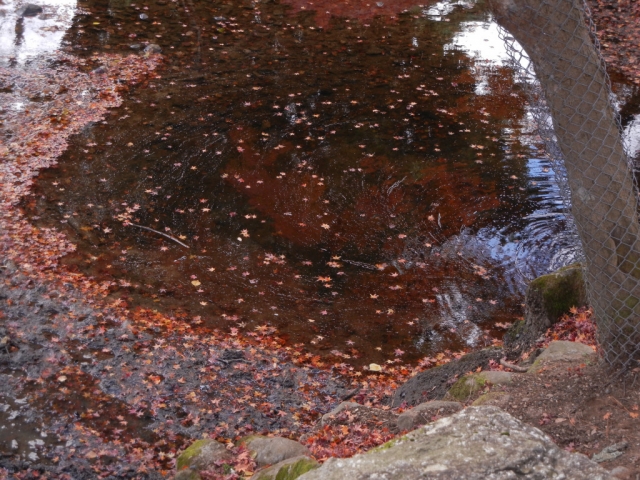 soku_07244.jpg :: 奈良公園12月初旬の紅葉 