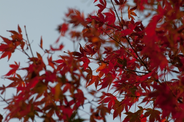 soku_07292.jpg :: 風景 自然 紅葉 赤い紅葉 