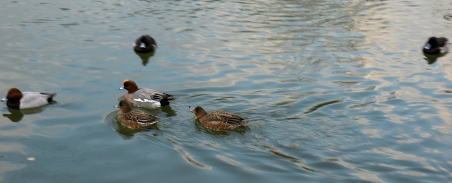 soku_07312.jpg :: 動物 鳥 アヒル 緊迫したアヒル 