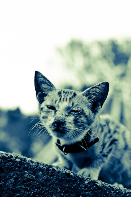 soku_07402.jpg :: 動物 哺乳類 猫 ネコ 子猫 