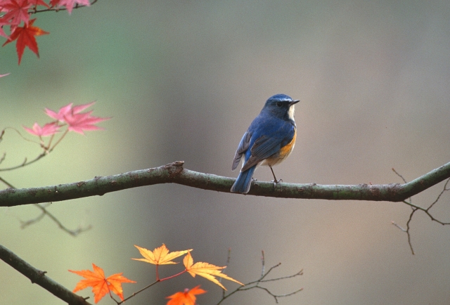 soku_07436.jpg :: 動物 鳥 野山の鳥 