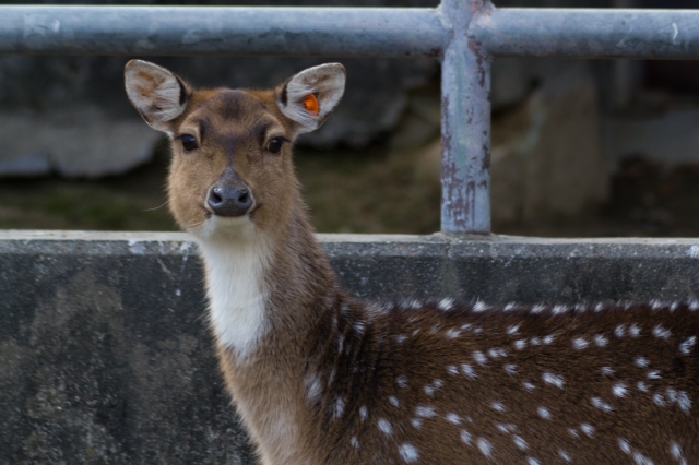 soku_07471.jpg :: 東山動物園 動物 哺乳類 鹿 シカ 