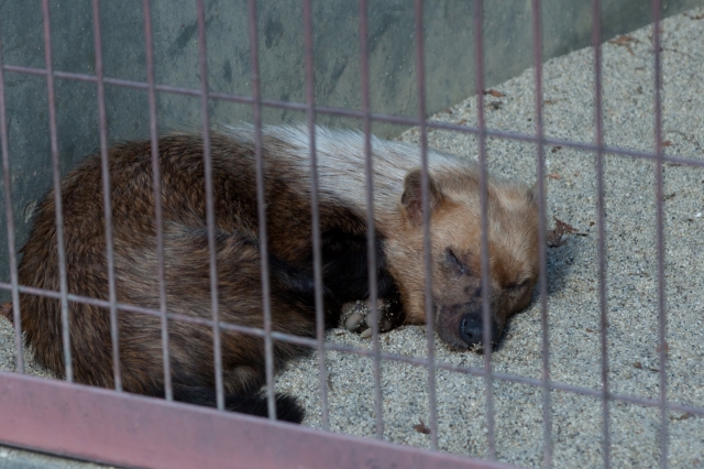 soku_07473.jpg :: 東山動物園 動物 哺乳類 ラーテル 