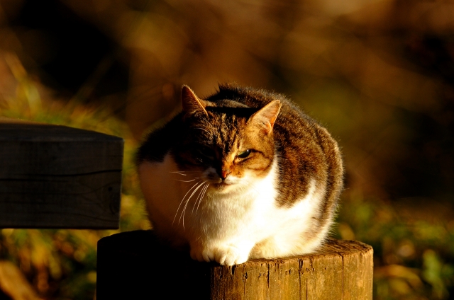 soku_07499.jpg :: 動物 哺乳類 猫 ネコ 