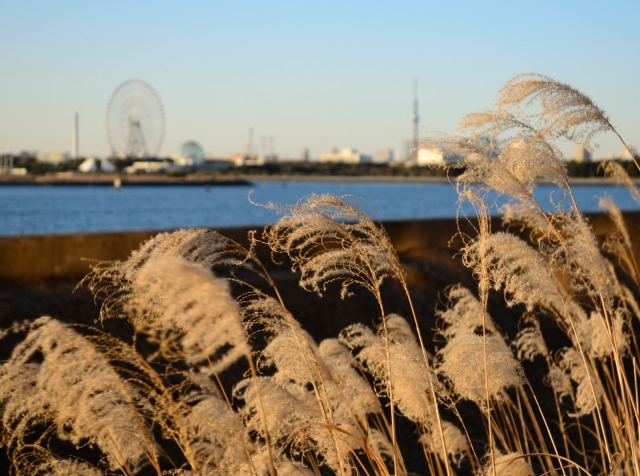 soku_07526.jpg :: 浦安 葛西臨海公園 ススキ 