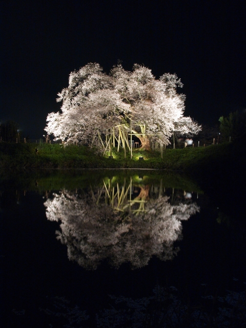 soku_07536.jpg :: 植物 花 桜 サクラ 夜景 