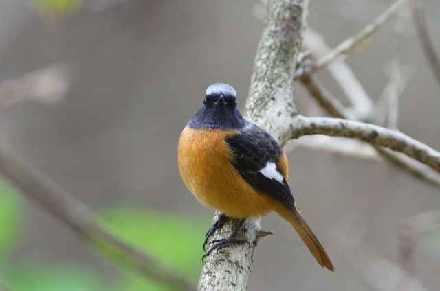 soku_07562.jpg :: 動物 鳥 野山の鳥 