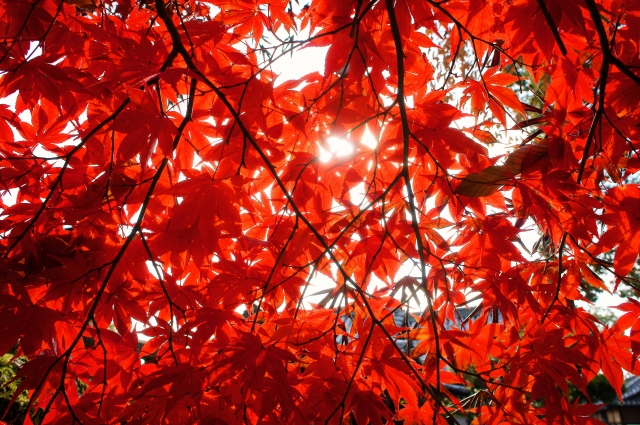 soku_07585.jpg :: 風景 自然 紅葉 赤い紅葉 