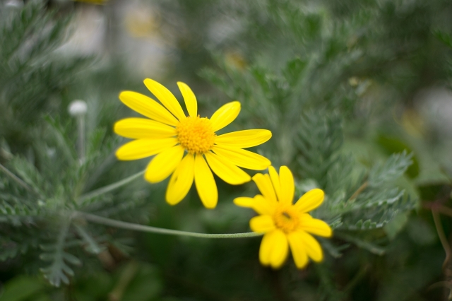 soku_07718.jpg :: 植物 花 