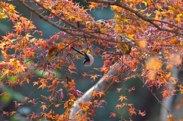 soku_07787.jpg :: 風景 自然 紅葉 動物 鳥 