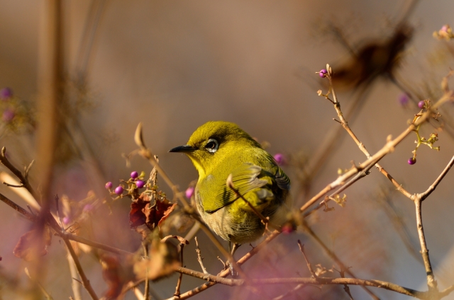 soku_07842.jpg :: 動物 鳥 野山の鳥 メジロ 