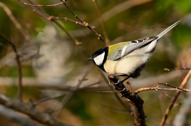 soku_07999.jpg :: 動物 鳥 野山の鳥 シジュウカラ 