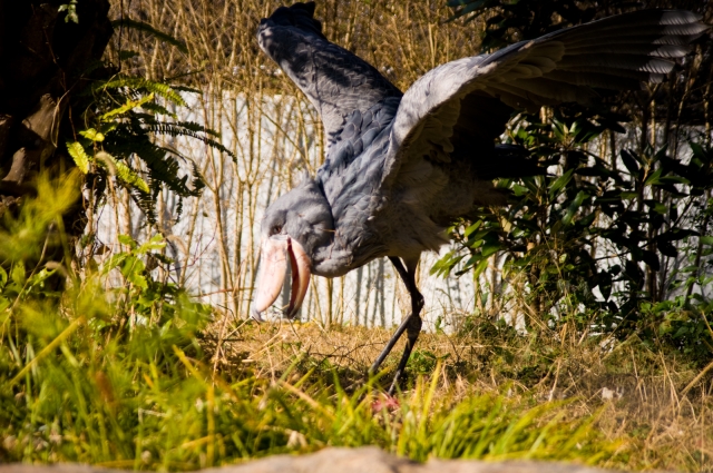 soku_08126.jpg :: 動物 動物 鳥 ハシビロコウ 