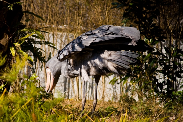 soku_08127.jpg :: 動物 鳥 ハシビロコウ 