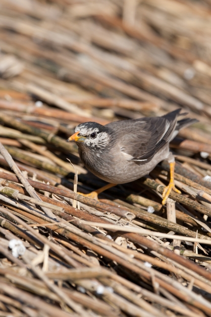 soku_08129.jpg :: 鳥成分 動物 鳥 