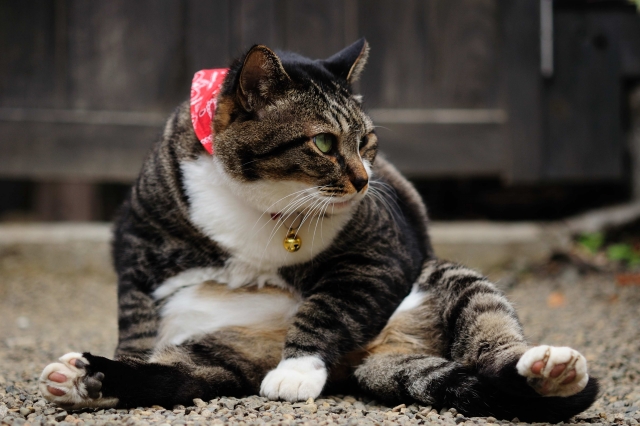 soku_08130.jpg :: 動物 哺乳類 猫 ネコ 