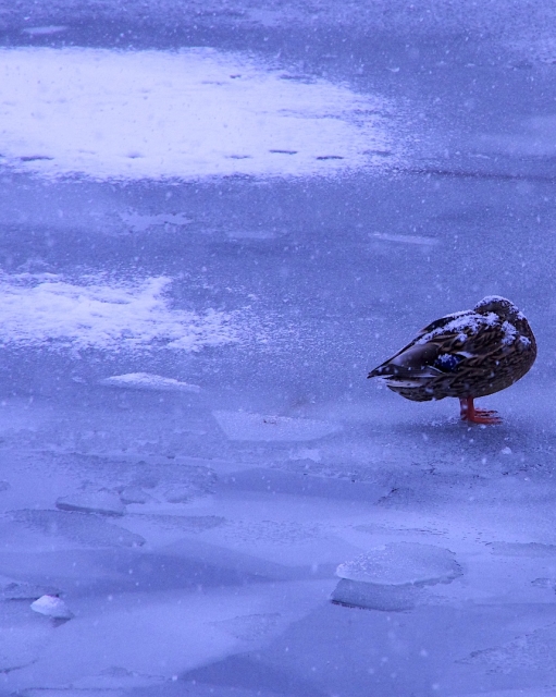 soku_08134.jpg :: 動物 鳥 鴨 カモ 氷上 