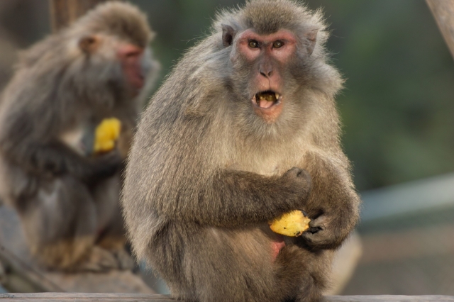 soku_08139.jpg :: 動物 哺乳類 猿 サル 日本モンキーパーク 夜食 
