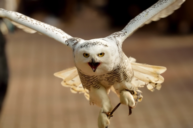 soku_08186.jpg :: シロフクロウ 富士花鳥園 