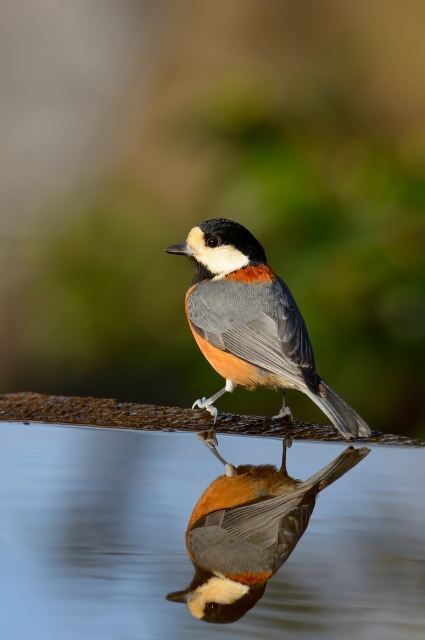 soku_08438.jpg :: 動物 鳥 野山の鳥 ヤマガラ 