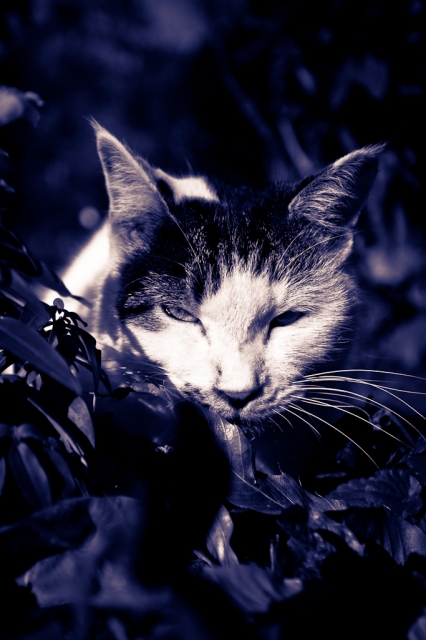 soku_08503.jpg :: 動物 哺乳類 猫 ネコ 目つきが悪い 