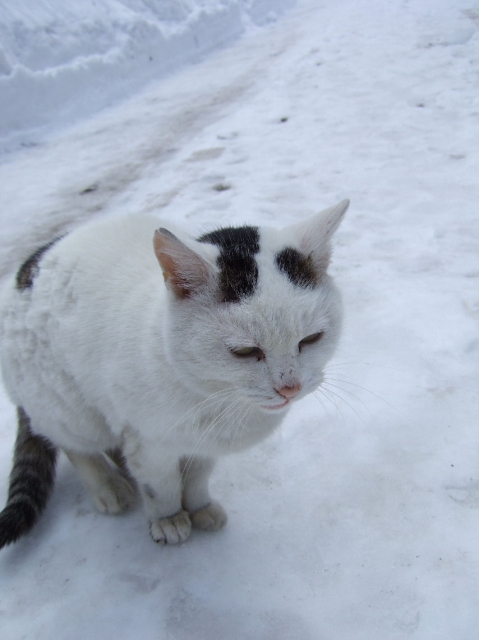 soku_08587.jpg :: 雪国のねこ 動物 哺乳類 猫 ネコ 