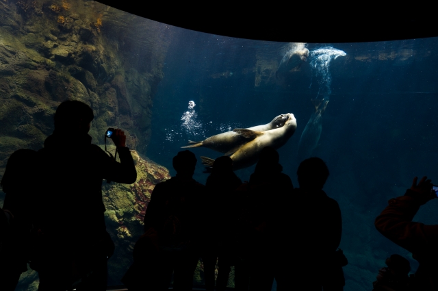 soku_08659.jpg :: 水族館 ナポレオンフィッシュ 