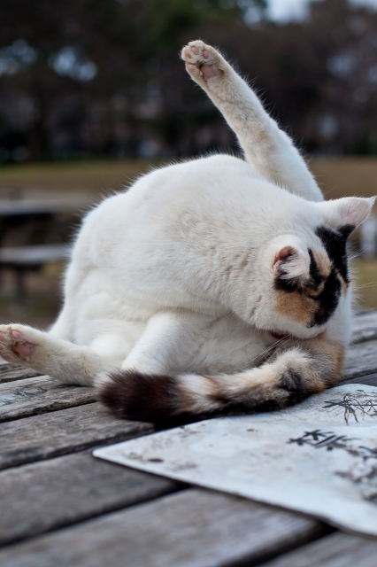 soku_08695.jpg :: 動物 哺乳類 猫 ネコ オナニー 