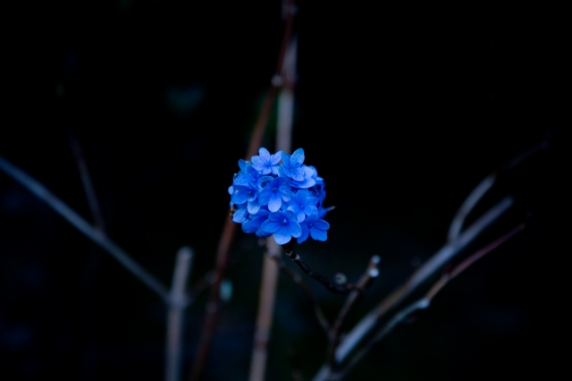 soku_08742.jpg :: 植物 花 紫陽花 アジサイ 