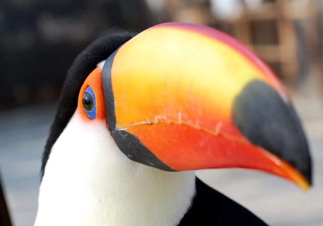 soku_08827.jpg :: オニオオハシ 鳥 掛川花鳥園 