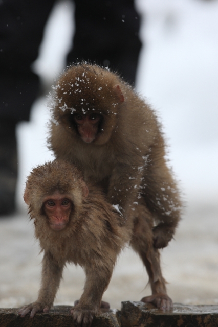 soku_08837.jpg :: 動物 哺乳類 猿 サル 温泉 雪 by 地獄谷 