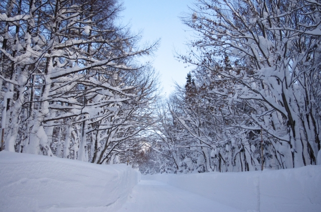 soku_08888.jpg :: 風景 自然 雪景色 雪道 