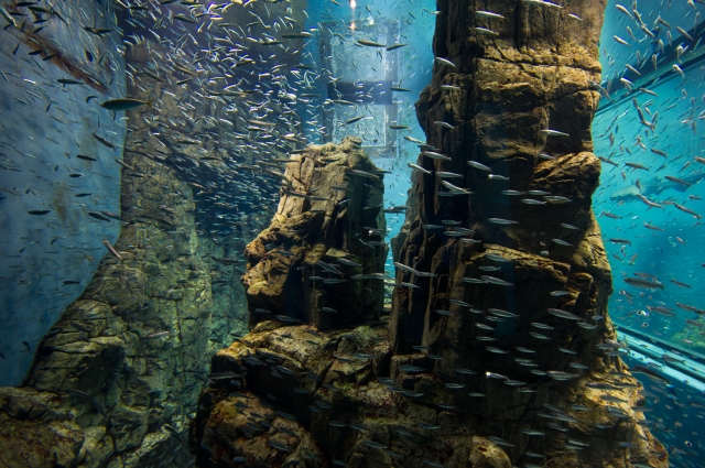 soku_09015.jpg :: イワシの群れ 水族館 