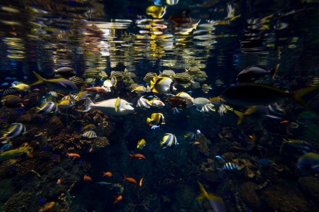 soku_09016.jpg :: グレートバリアリーフ 水族館 