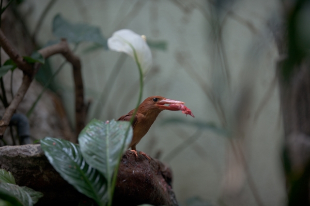 soku_09122.jpg :: 動物 鳥 アカショウビン 捕食 