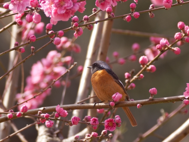 soku_09211.jpg :: 動物 鳥 野山の鳥 ジョウビタキ 