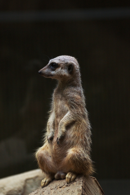 soku_09289.jpg :: 動物 哺乳類 動物園 上野動物園 