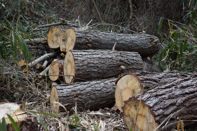 soku_09305.jpg :: 風景 自然 樹木 伐採 切り株 