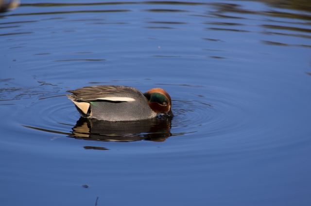 soku_09316.jpg :: 動物 鳥 鴨 カモ 