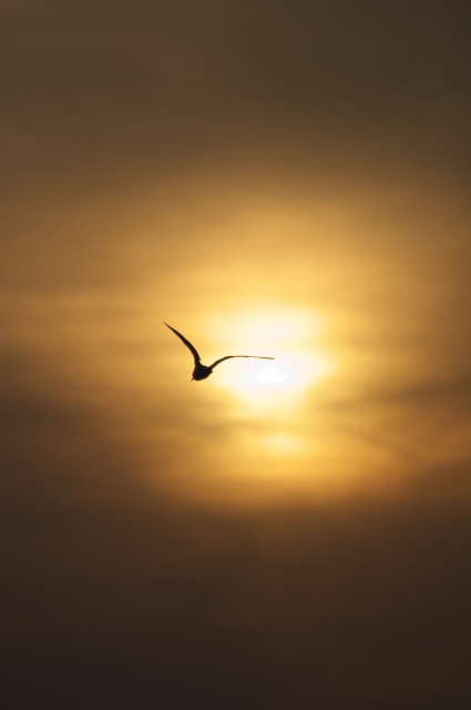 soku_09354.jpg :: 動物 鳥 鷗 カモメ ウミネコ 