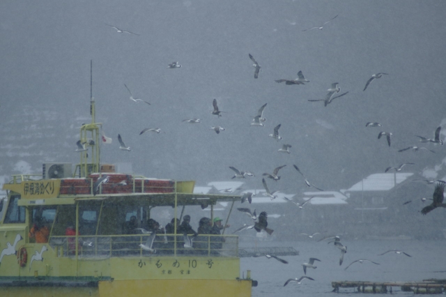 soku_09387.jpg :: 乗り物 交通 船 フェリー 動物 鳥 鷗 カモメ ウミネコ 