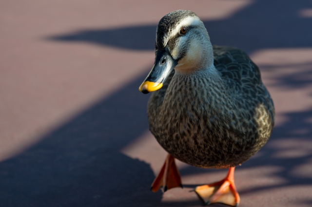 soku_09408.jpg :: 動物 鳥 鴨 カモ 