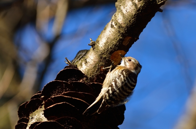 soku_09464.jpg :: 動物 鳥 野山の鳥 コゲラ 