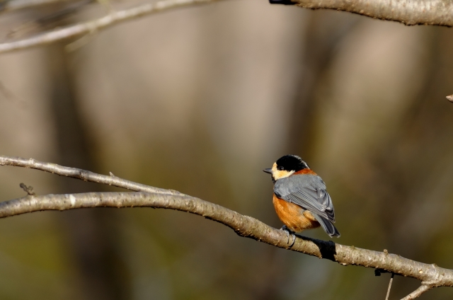 soku_09502.jpg :: 動物 鳥 野山の鳥 ヤマガラ 