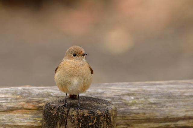 soku_09537.jpg :: 動物 鳥 野山の鳥 ジョウビタキ 