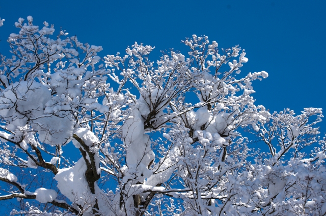 soku_09598.jpg :: 風景 自然 雪景色 樹木 着雪 