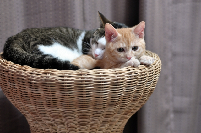 soku_09815.jpg :: 動物 哺乳類 猫 ネコ 子猫 