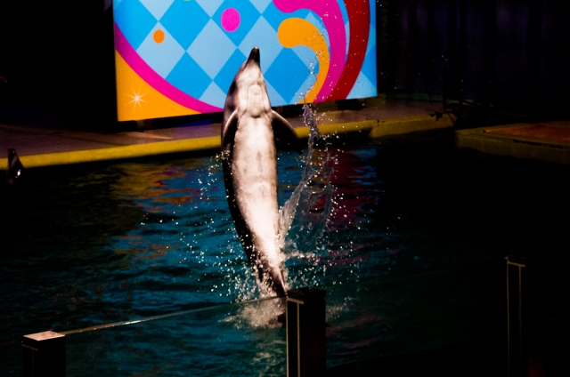 soku_10019.jpg :: 動物 海の生物 イルカ 水族館 