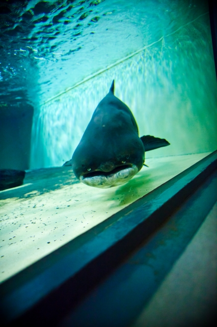 soku_10021.jpg :: 水族館 動物 魚類 鮫 サメ 